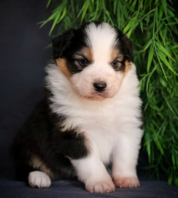 Les chiots de Berger Australien