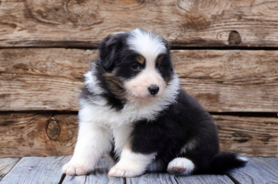 Les chiots de Berger Australien