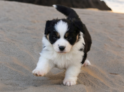 Les chiots de Berger Australien