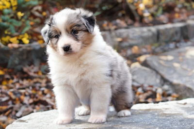 Les chiots de Berger Australien