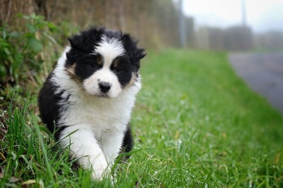 Les chiots de Berger Australien