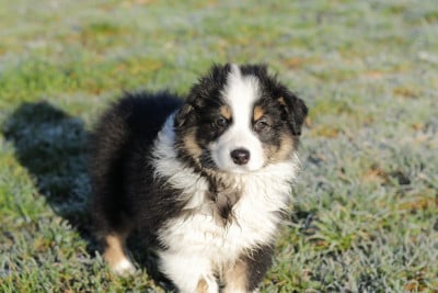 Les chiots de Berger Australien