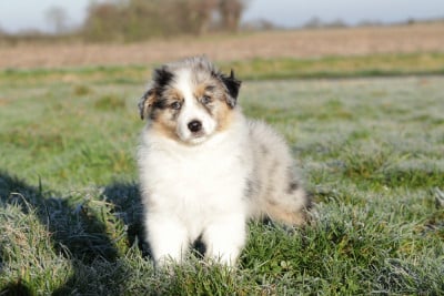 Les chiots de Berger Australien