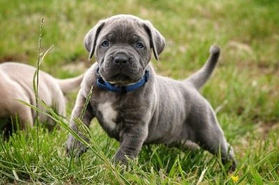 Les chiots de Cane Corso