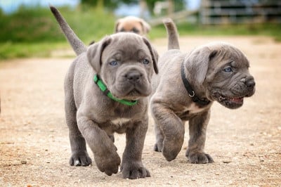 Les chiots de Cane Corso