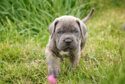 Les chiots de Cane Corso
