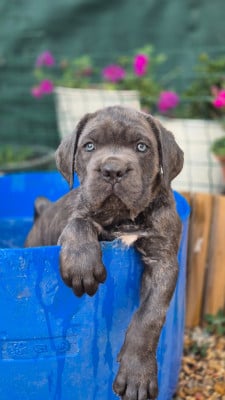 Les chiots de Cane Corso