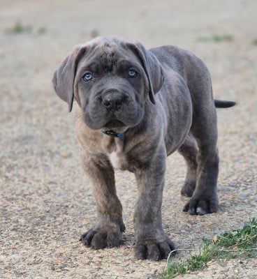 Les chiots de Cane Corso