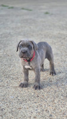 Les chiots de Cane Corso