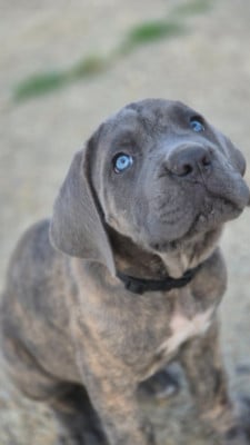 Les chiots de Cane Corso
