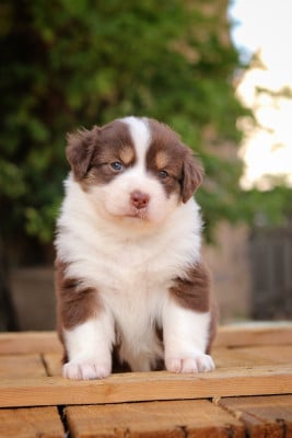Les chiots de Berger Australien