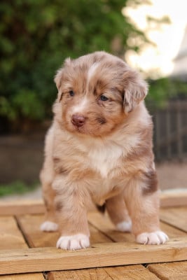 Les chiots de Berger Australien