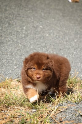 Les chiots de Berger Australien