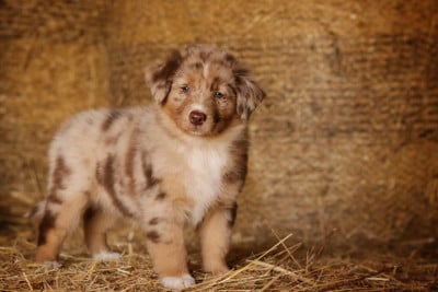 Les chiots de Berger Australien