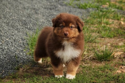 Les chiots de Berger Australien