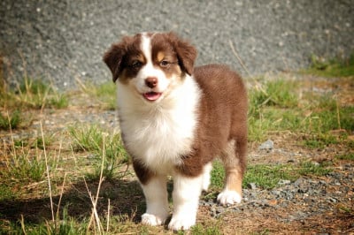 Les chiots de Berger Australien