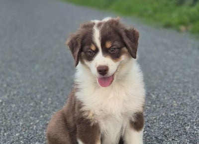 Les chiots de Berger Australien