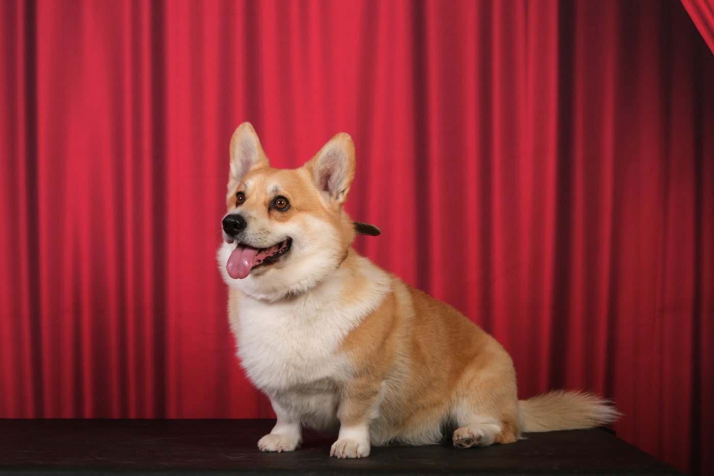 TR. Martel glory pride Du Soleil Du Sud