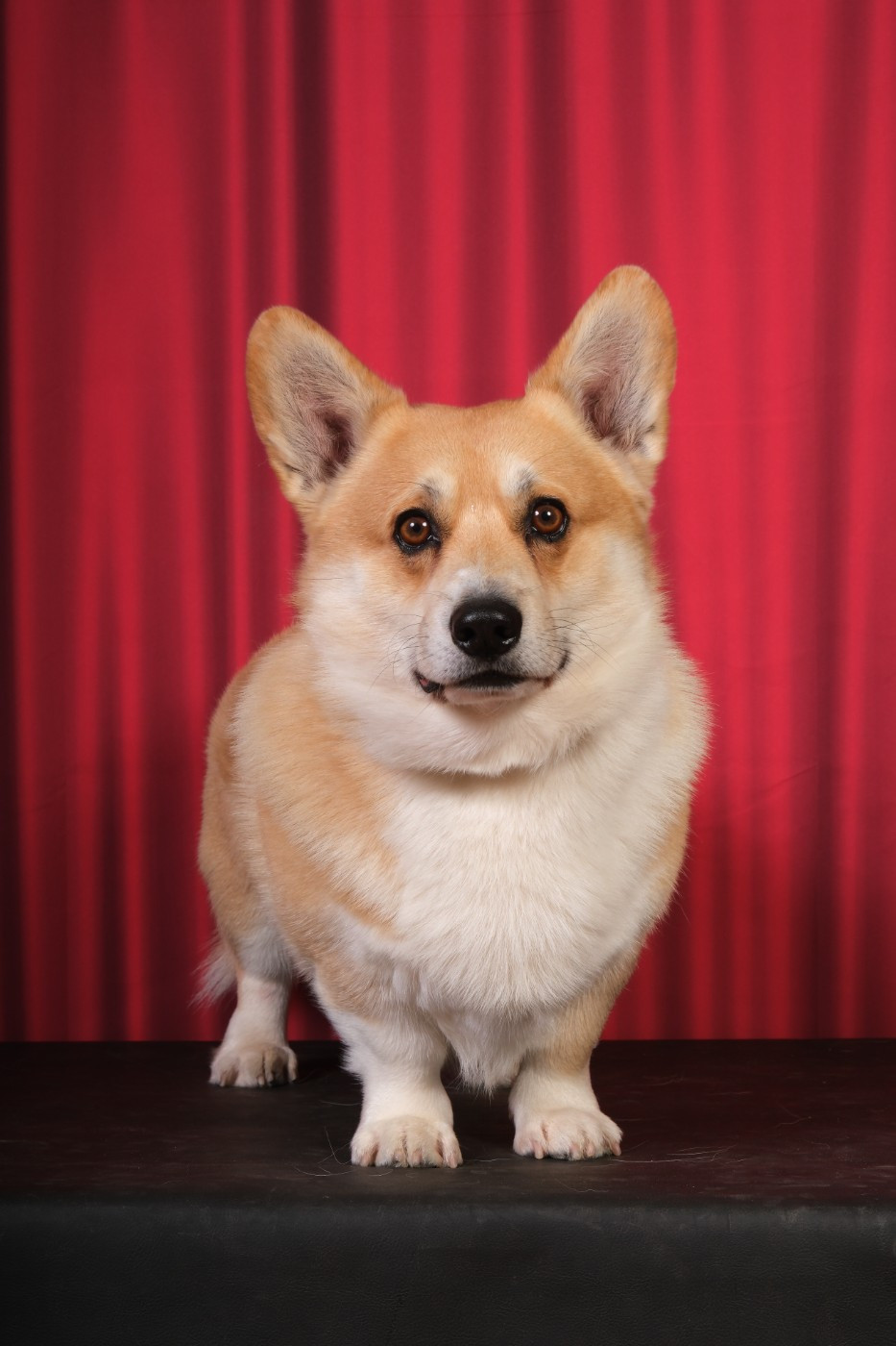 TR. Martel glory pride Du Soleil Du Sud