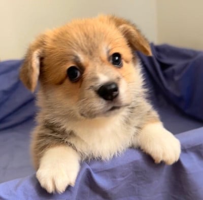 Les chiots de Welsh Corgi Pembroke