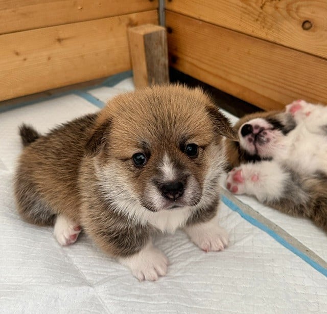 Welsh Corgi Pembroke - Du Soleil Du Sud