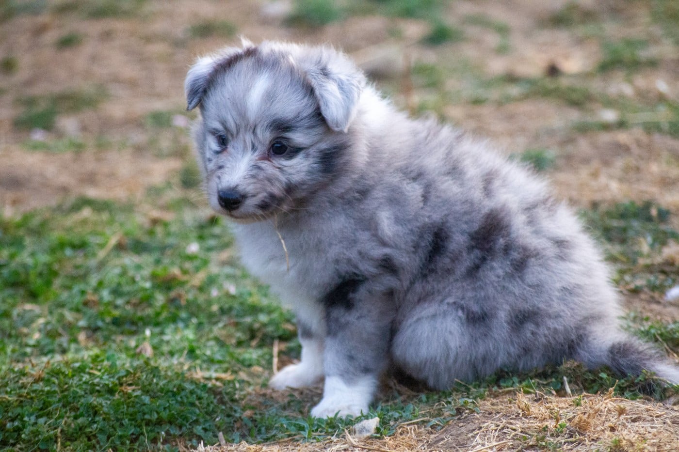 Femelle bico bleu clair