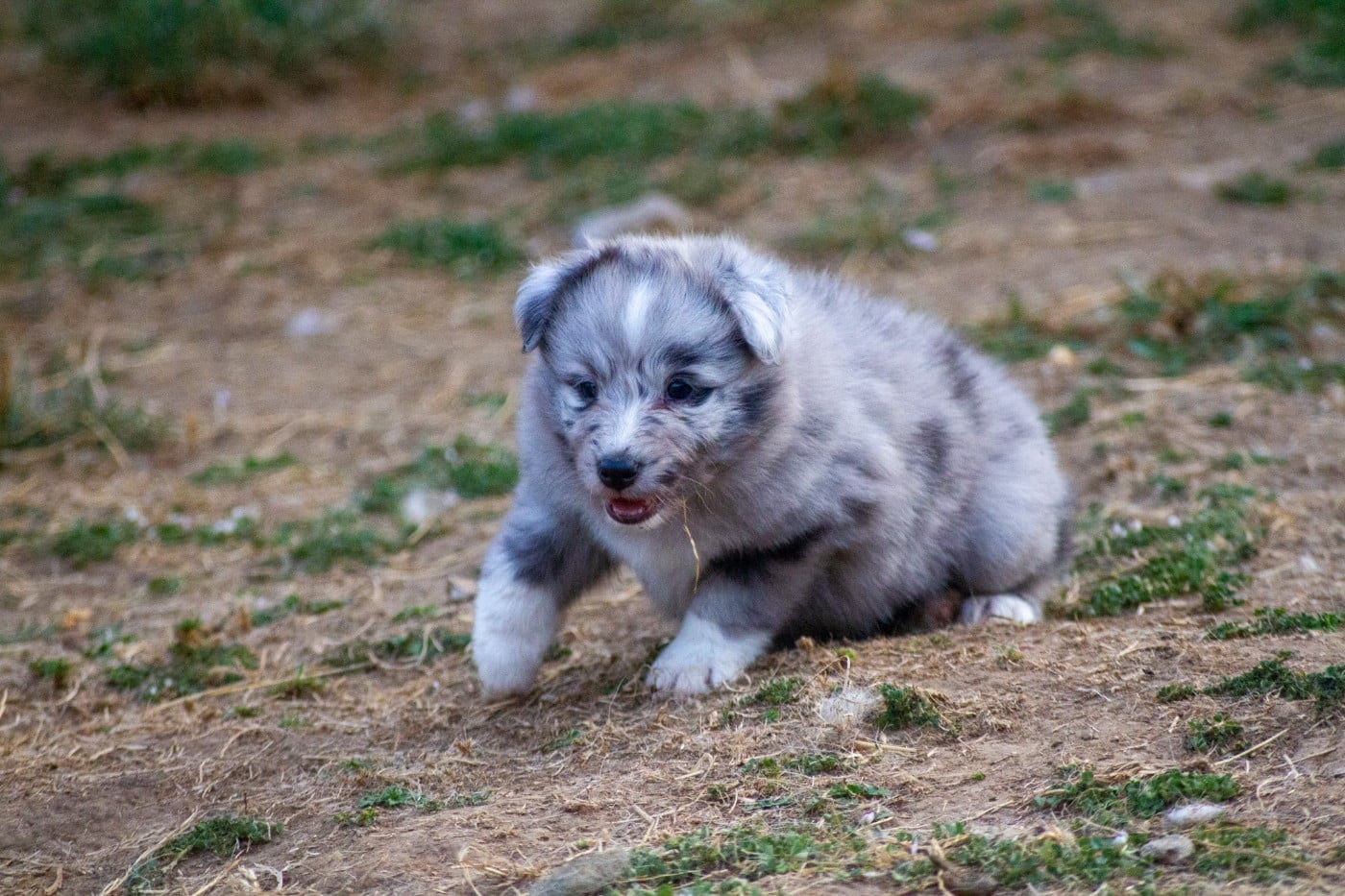 Femelle bico bleu clair