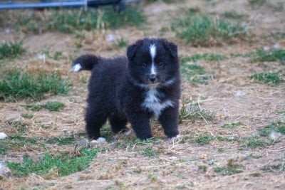 Les chiots de Shetland Sheepdog