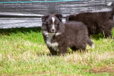 Les chiots de Shetland Sheepdog