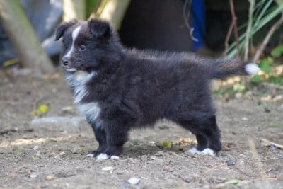 Les chiots de Shetland Sheepdog