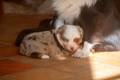 Les chiots de Berger Américain Miniature 