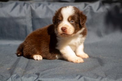 Les chiots de Berger Américain Miniature 