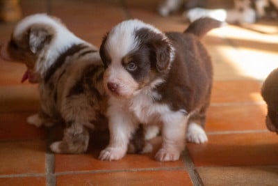 Les chiots de Berger Américain Miniature 