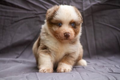 Les chiots de Berger Américain Miniature 