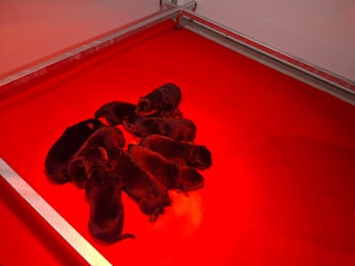 Les chiots de Rottweiler