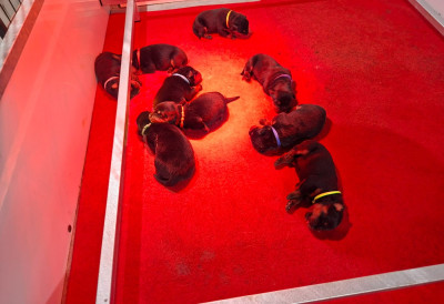 Les chiots de Rottweiler