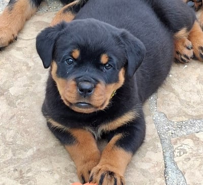 Les chiots de Rottweiler