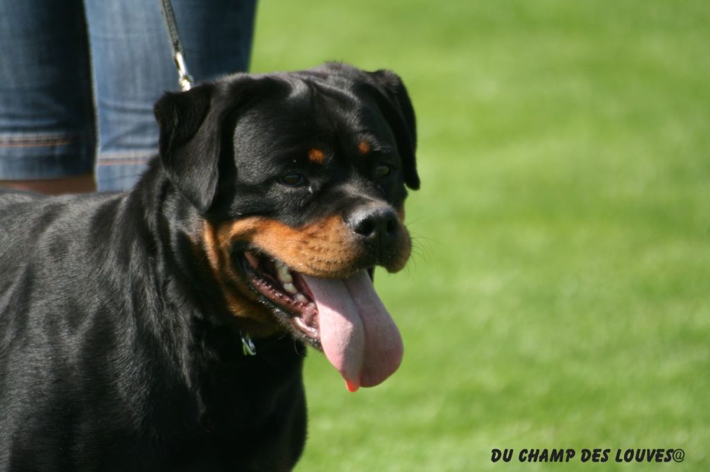 CH. Ebène du champ des louves - V1 Anw.Dt.Ch.VDH CAC Siegerin Open Class