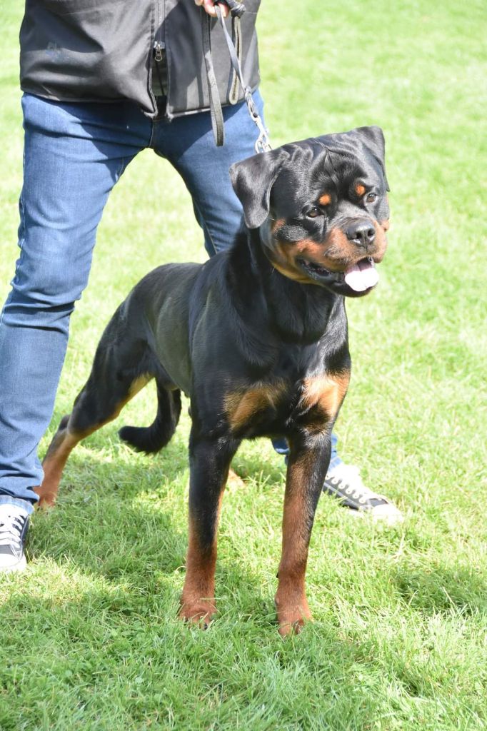 Santos du champ des louves - TGS