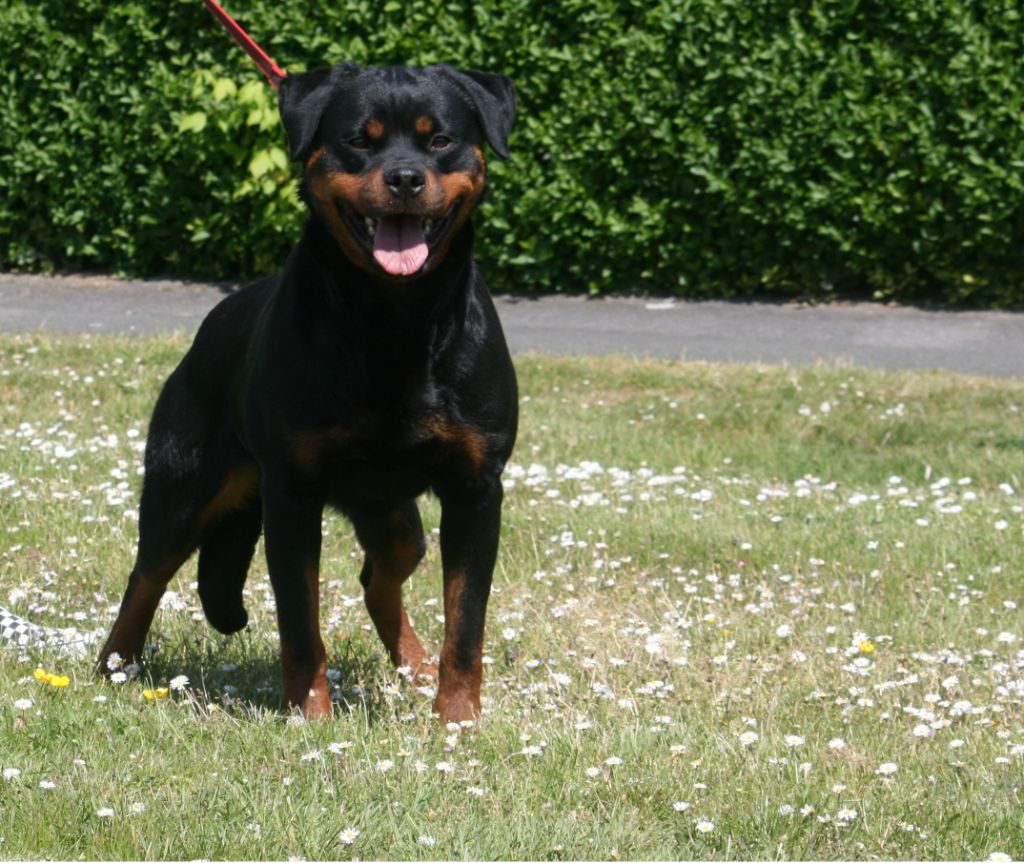 Ricka du champ des louves - IGPI (90.80.96)