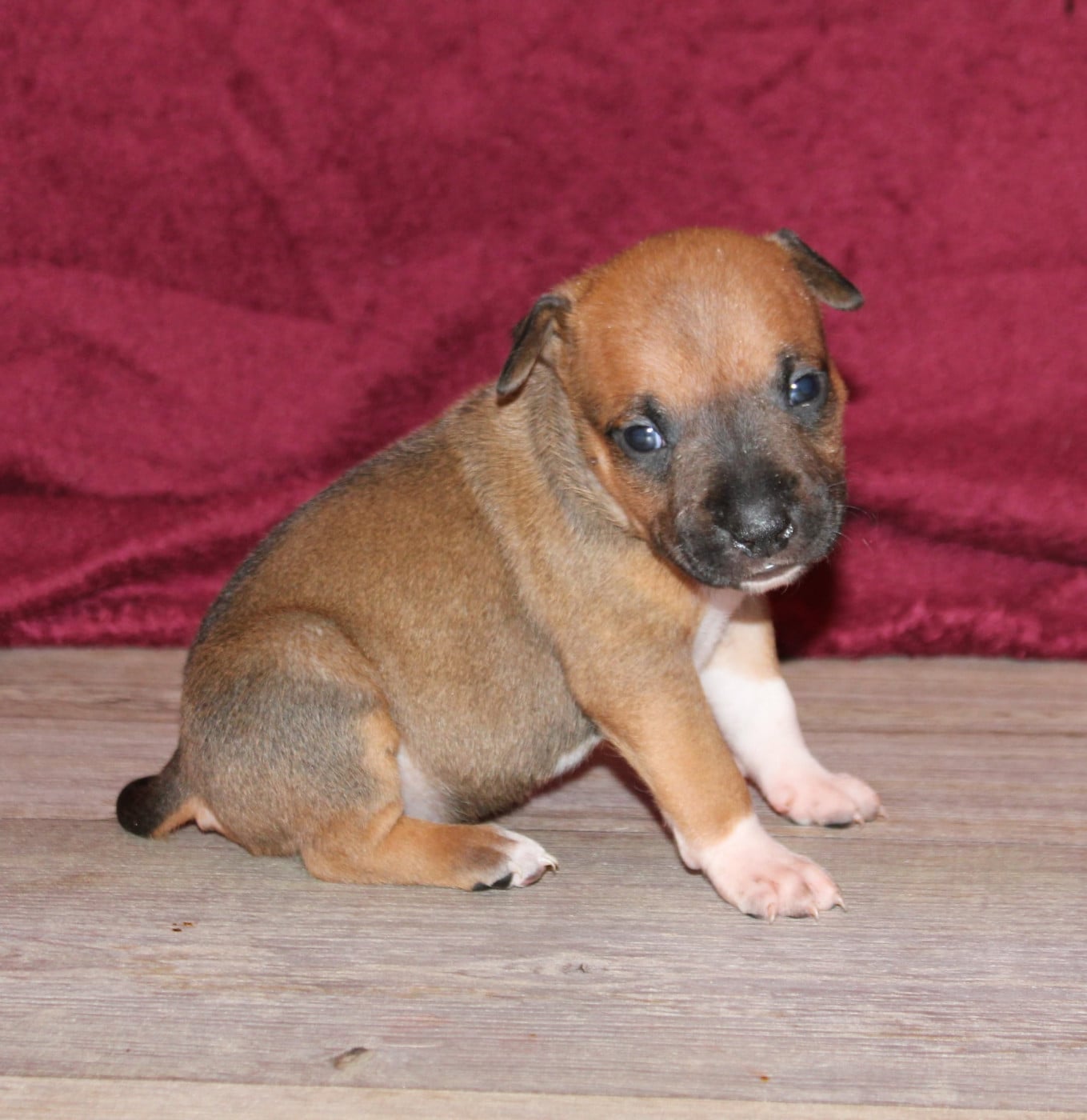 American Staffordshire Terrier - Des Grands Fouchers