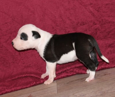 American Staffordshire Terrier