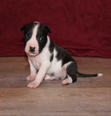 Male 2 - American Staffordshire Terrier