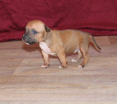 Male 3 - American Staffordshire Terrier