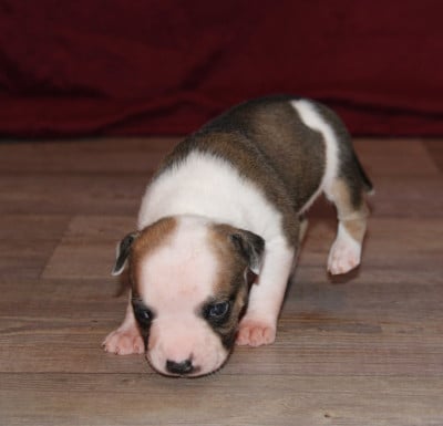 Male 4 - American Staffordshire Terrier