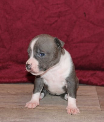 Femelle 4 - American Staffordshire Terrier