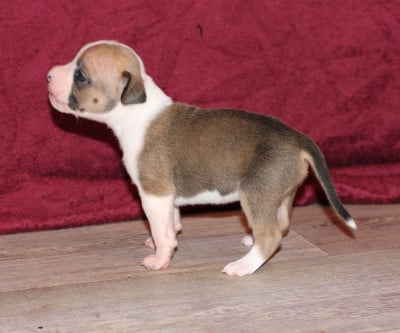 Femelle 5 - American Staffordshire Terrier