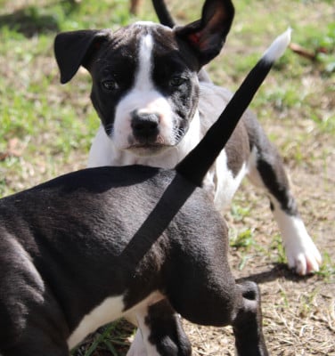 Les chiots de American Staffordshire Terrier
