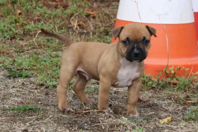 Les chiots de American Staffordshire Terrier