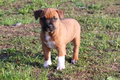 Les chiots de American Staffordshire Terrier